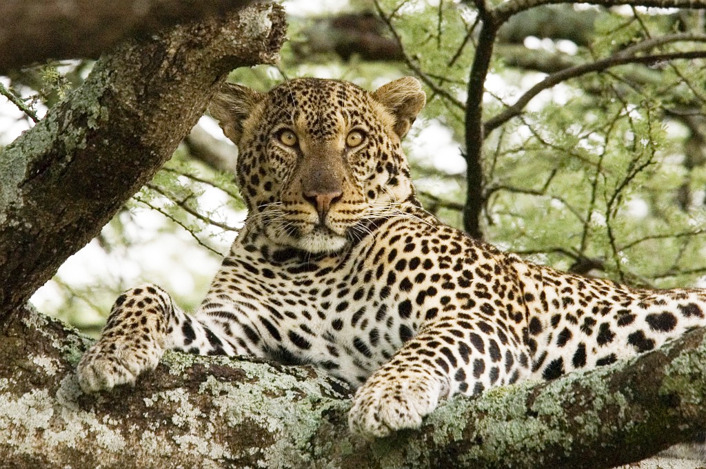 Ndutu Leopard03.jpg - Leopard (Panthera pardus), Ndutu Tanzania March 2006